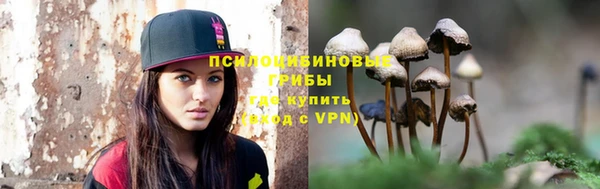прущие грибы Аркадак